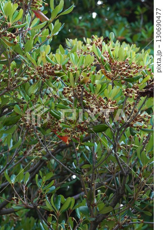 咲き終わった花の奥に見えるモッコクの小さい実・2025年㋆　 130690477