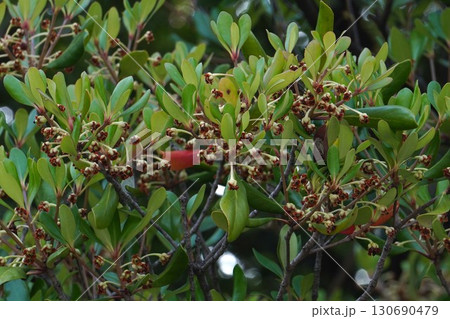 咲き終わった花の奥に見えるモッコクの小さい実・2025年㋆　 130690479