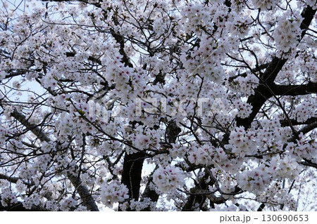 桜 桜 130690653