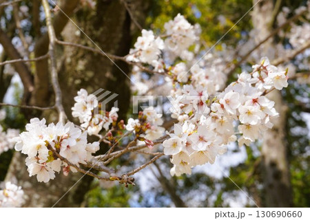 桜 130690660