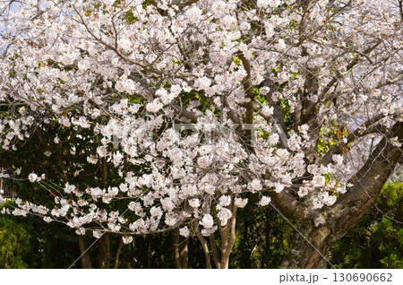 桜 130690662