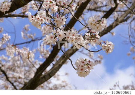 桜 130690663