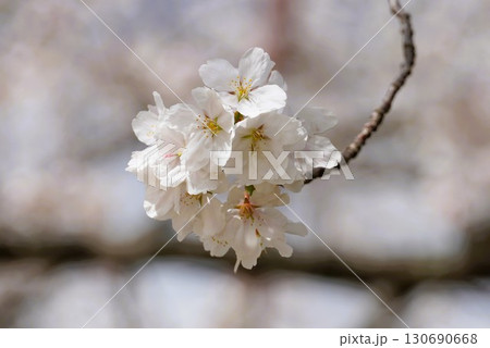 桜 130690668