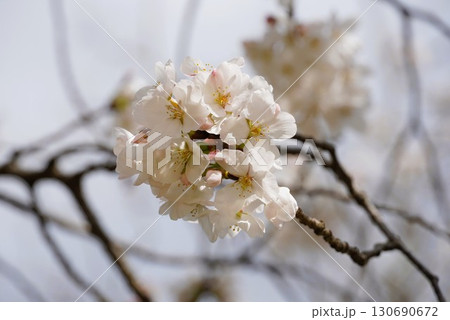 桜 桜 130690672