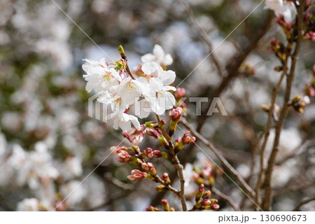 桜 130690673