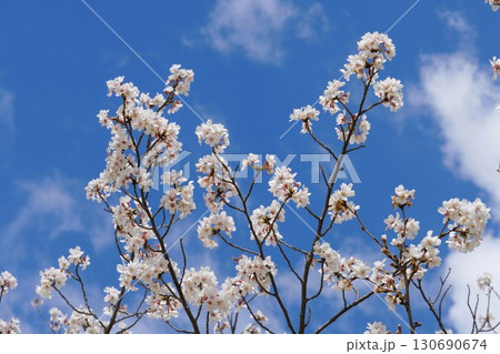 桜 桜 130690674