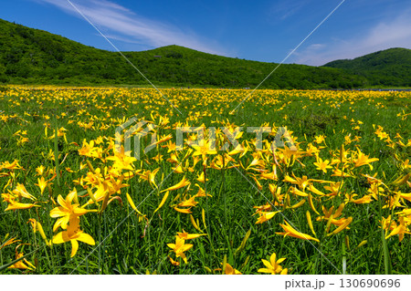 福島県喜多方市熊倉町雄国　雄国沼湿原を覆う満開のニッコウキスゲ群生と周りの山々の緑と青空 130690696
