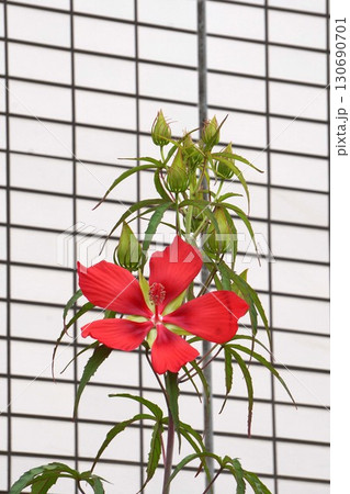 モミジアオイの真っ赤な花・2025年7月 モミジアオイの真っ赤な花・2025年7月 130690701