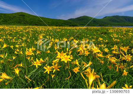 福島県喜多方市熊倉町雄国　雄国沼湿原を覆う満開のニッコウキスゲ群生と周りの山々の緑と青空 130690703