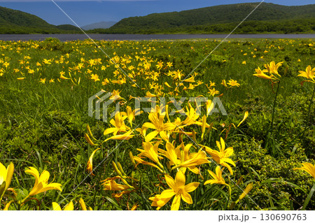 福島県喜多方市熊倉町雄国　雄国沼湿原の満開のニッコウキスゲと背景の西吾妻山などの景色 130690763