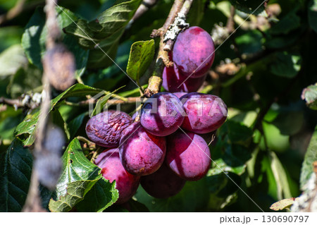 Red plum in an orchard in Armor Coast, Brittany in France 130690797