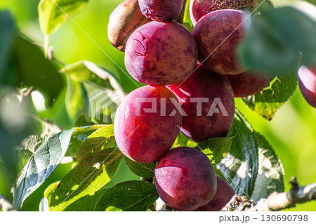 Red plum in an orchard in Armor Coast, Brittany in France 130690798