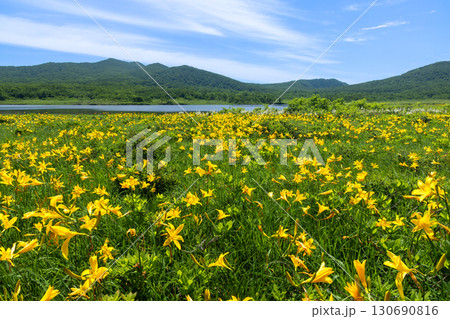 福島県喜多方市熊倉町　青空の雄国沼湿原の満開のニッコウキスゲ群生と猫魔ヶ岳などの山々の景色 130690816