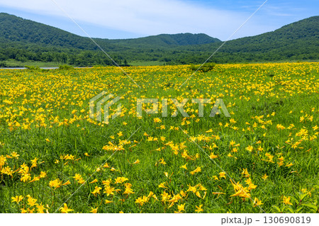 福島県喜多方市熊倉町　青空の雄国沼湿原の満開のニッコウキスゲ群生と猫魔ヶ岳などの山々の景色 130690819