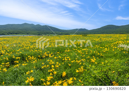 福島県喜多方市熊倉町　青空の雄国沼湿原の満開のニッコウキスゲ群生と猫魔ヶ岳などの山々の景色 130690820