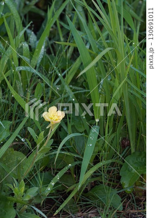 雑草に紛れて咲くマツヨイグサ・2025年㋆ 雑草に紛れて咲くマツヨイグサ・2025年㋆ 130691011