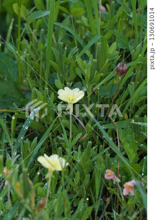 雑草に紛れて咲くマツヨイグサ・2025年㋆ 雑草に紛れて咲くマツヨイグサ・2025年㋆ 130691014