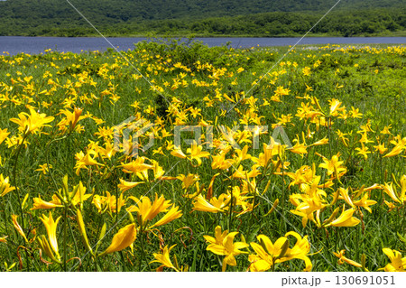 福島県喜多方市熊倉町雄国　雄国沼湿原を覆う満開のニッコウキスゲ群生 130691051