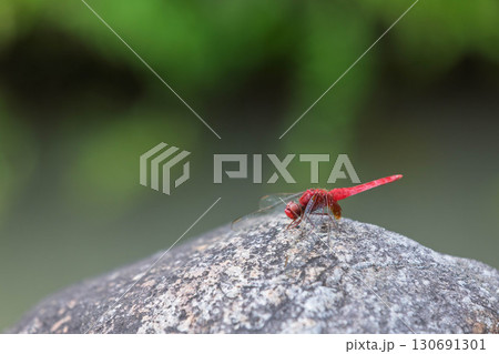 赤とんぼ ショウジョウトンボの雄 赤とんぼ ショウジョウトンボの雄 130691301