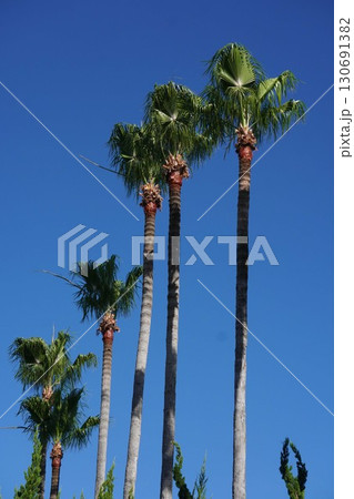 ワシントンヤシ。2025年㋆ 130691382