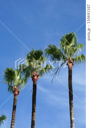 ワシントンヤシ。2025年㋆ 130691387