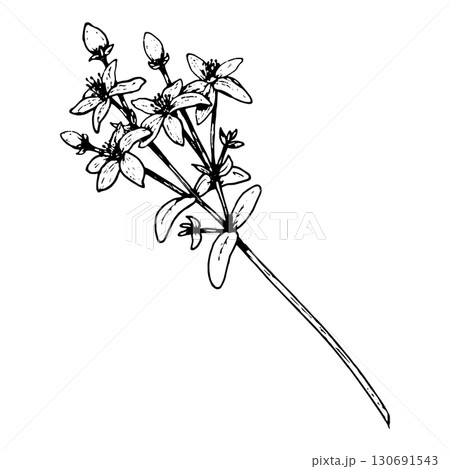 Hand drawn vector illustration of St John s wort Hypericum perforatum with stem, leaves and blooming flowers, made in line art, suitable for herbal tea labels, apothecary packaging, eco design 130691543