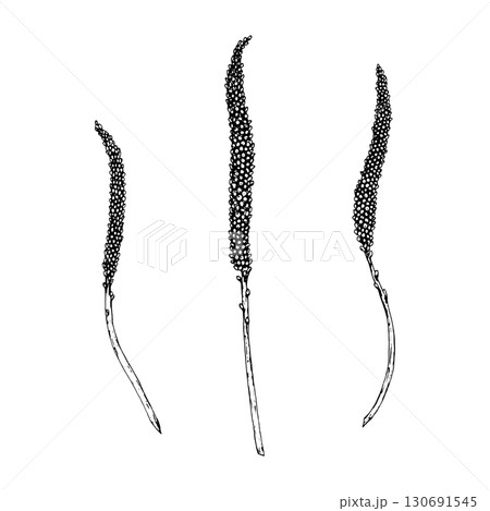Vector illustration of plantain spikes Plantago major, showing elongated seed heads on slender stems, drawn in line style, perfect for apothecary labels, herbal tea packaging and eco product design Vector illustration of plantain spikes Plantago major, showing elongated seed heads on slender stems, drawn in line style, perfect for apothecary labels, herbal tea packaging and eco product design 130691545