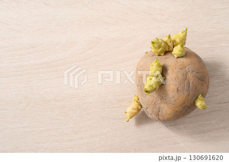 芽 芽生え 双葉 130691620