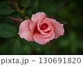 雨粒がついたバラ 130691820