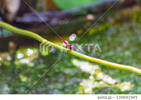 ハス池 トンボ4ー1 ハス池 トンボ4ー1 130691945