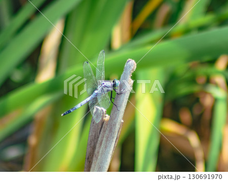 ハス池　トンボ4ー34 130691970