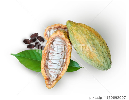 fresh cocoa fruit with half sliced and seeds ,leave on white background. fresh cocoa fruit with half sliced and seeds ,leave on white background. 130692097