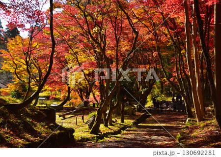 秋　北近江　鶏足寺 130692281