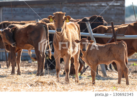 Brown calf standing on straw in a barn with other cows. Akrotiri marsh, Cyprus Brown calf standing on straw in a barn with other cows. Akrotiri marsh, Cyprus 130692345