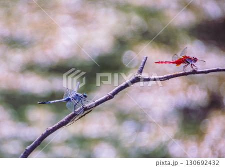 ハス池 トンボ6ー3 ハス池 トンボ6ー3 130692432