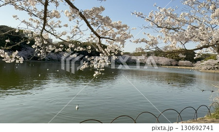 明石公園の桜 130692741