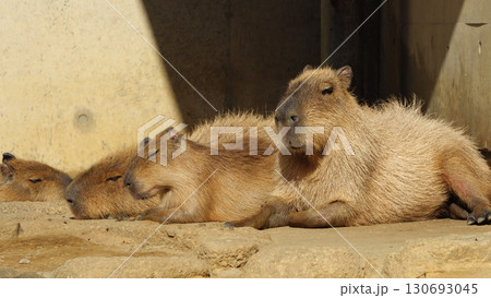 身を寄せる冬のカピバラの親子 130693045