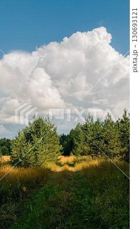 Lush green forest path leading through tall grass under a bright blue sky with fluffy clouds 130693121