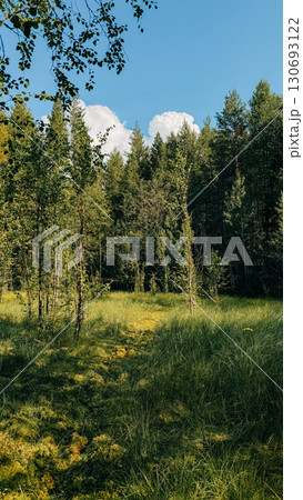 Lush green forest landscape with tall trees and vibrant grass under a clear blue sky Lush green forest landscape with tall trees and vibrant grass under a clear blue sky 130693122