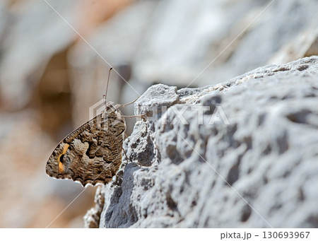 Hipparchia (Parahipparchia) cretica (Cretan Grayling), Crete 130693967