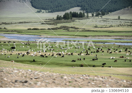 sheep and goats on pasture 130694510