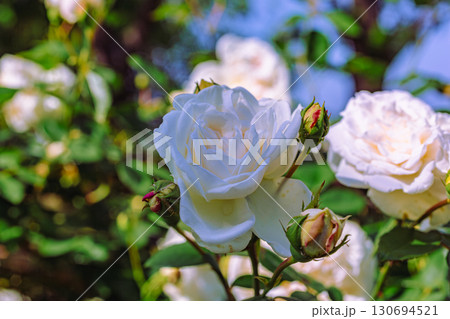 めぬま道の駅 バラ園ー55 めぬま道の駅 バラ園ー55 130694521