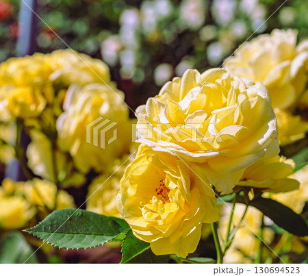 めぬま道の駅　バラ園ー56 130694523