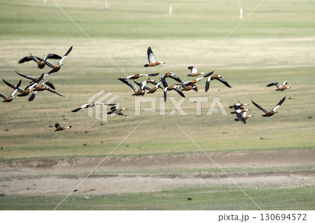 Colored geese on a green meadow near the lake in summer. 130694572