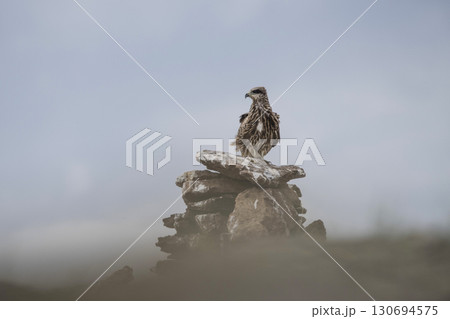 Eagle Sitting on the Ground 130694575