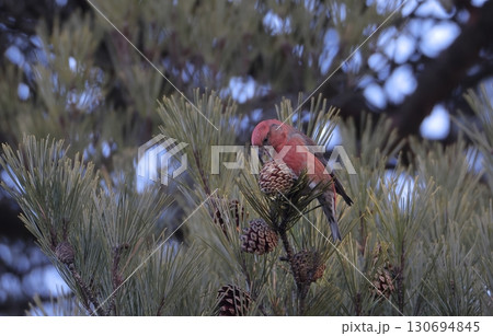 松ぼっくりをつつくイスカのオス 130694845