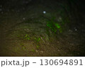 吉見百穴のヒカリゴケ 130694891