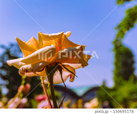 めぬま道の駅　バラ園ー41 130695178