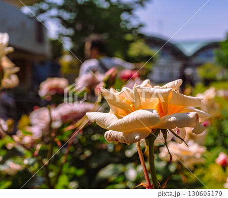 めぬま道の駅　バラ園ー42 130695179