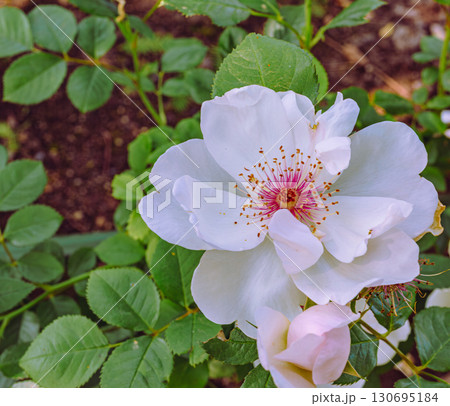 めぬま道の駅　バラ園ー47 130695184